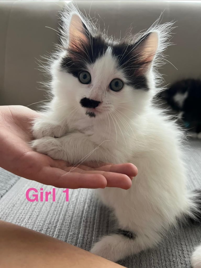 6 beautiful fluffy kittens for sale