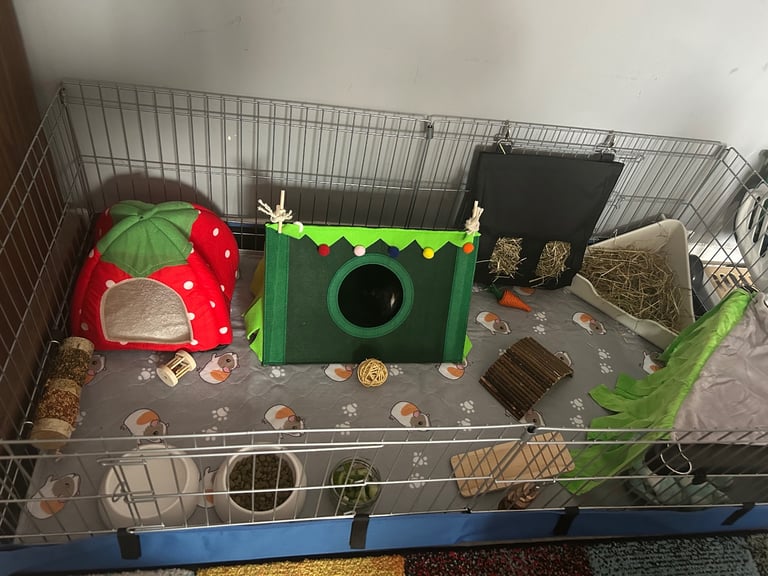 2 male guinea pigs (boars) with cage and accessories.