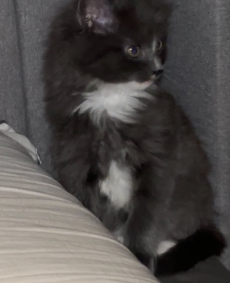 Needs new home asap