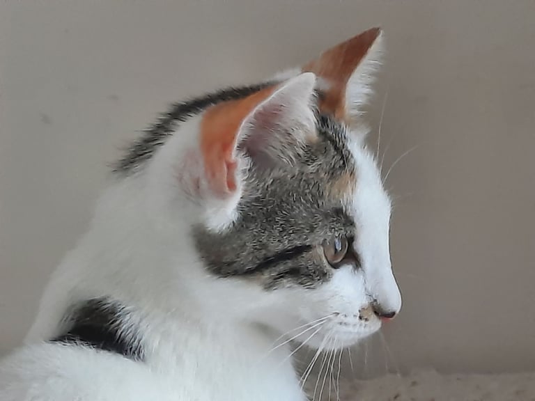 2 beautiful female kittens, white / tabby, looking for a new home