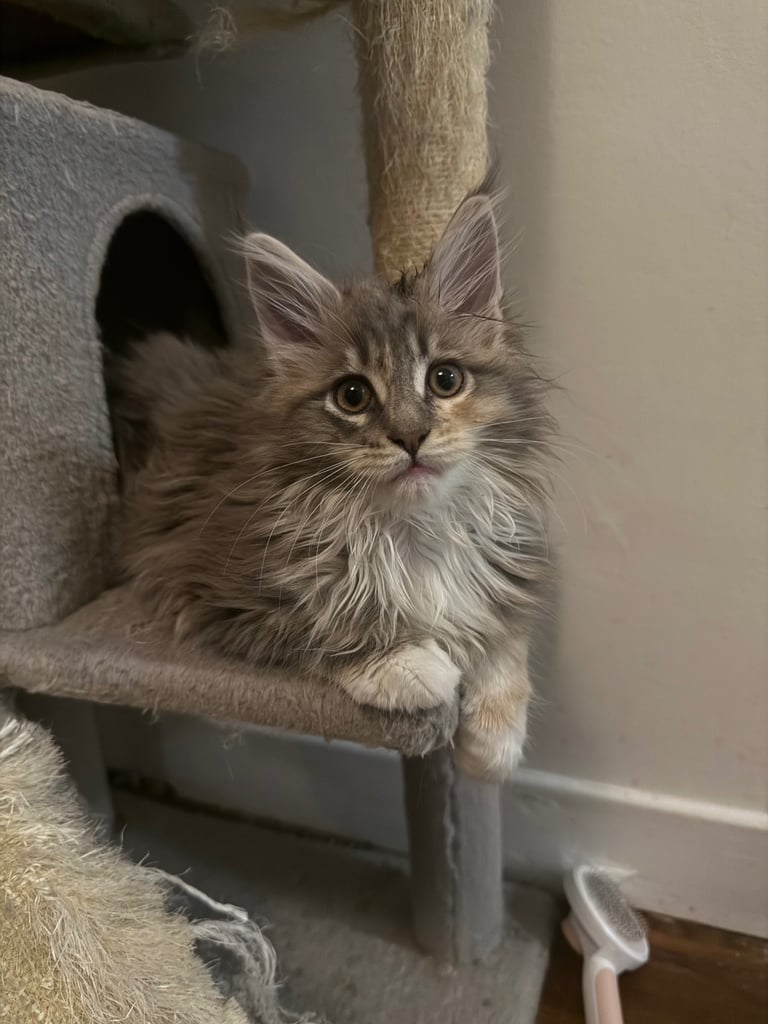 Pedigree Tica registered fluffy XL Main coin kittens 