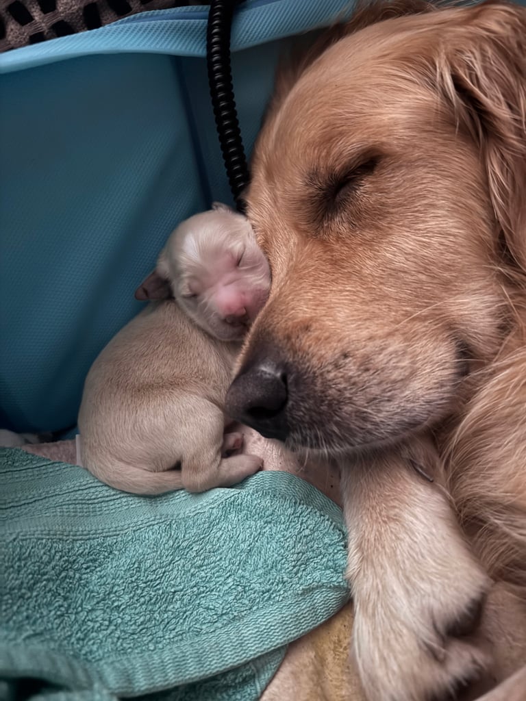 Purebred Golden Retriever Puppies