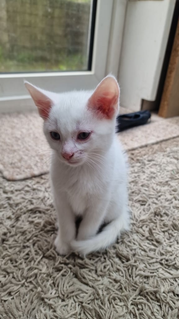 image for White kitten for sale. Ready to go now. 