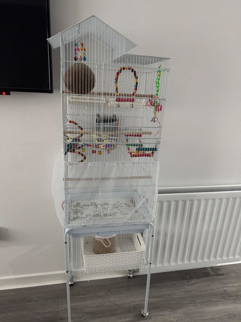 2 budgies with full cage set up