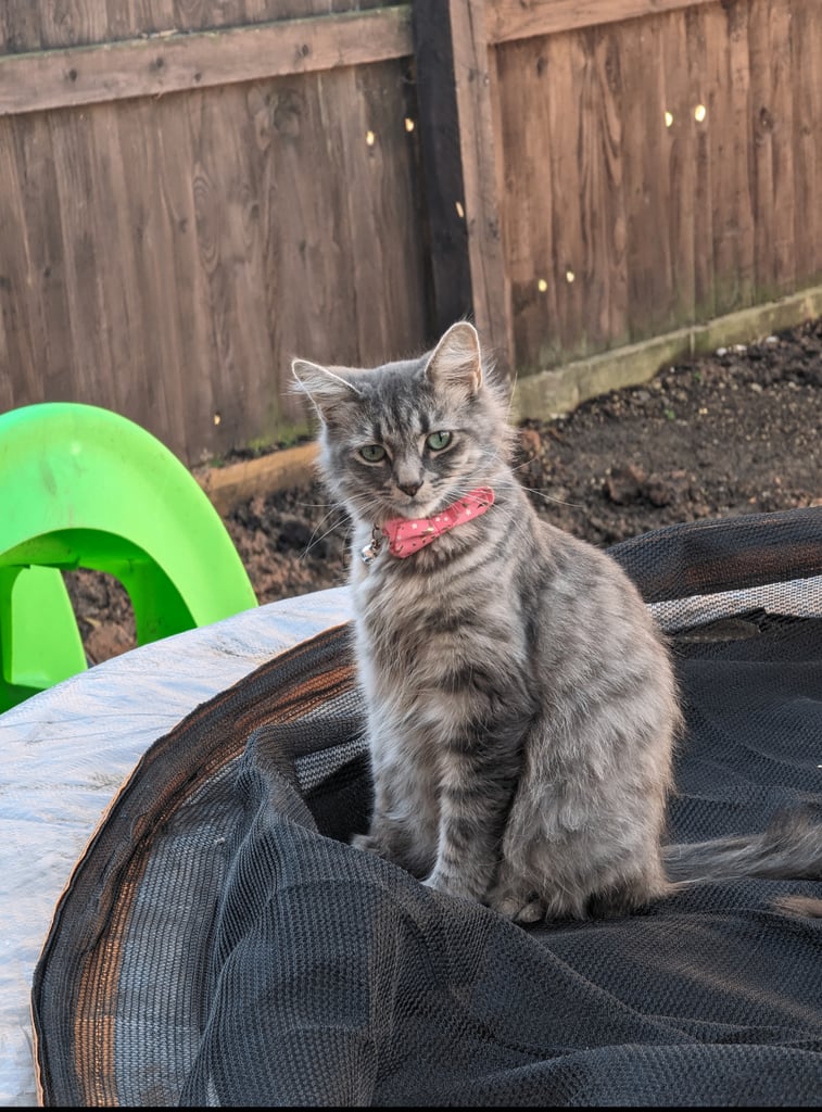 Gorgeous fluffy kittens ALL SOLD