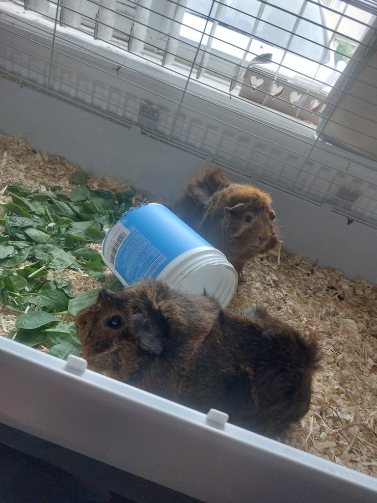 Guinea pigs