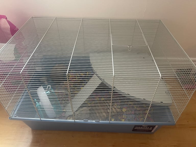 Dwarf hamster for sale - 11 months old 