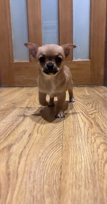 Chihuahua pup for sale 