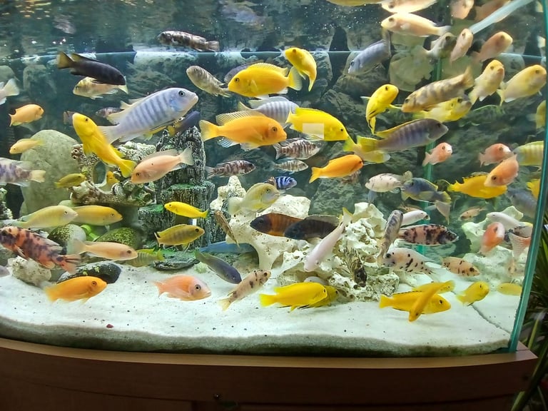 image for African Malawi Cichlids 