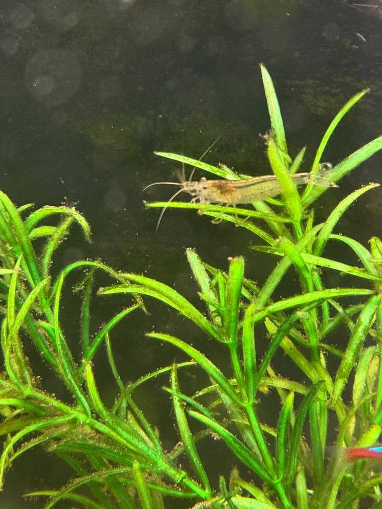 Rehome fish + tank and equipment if wanted