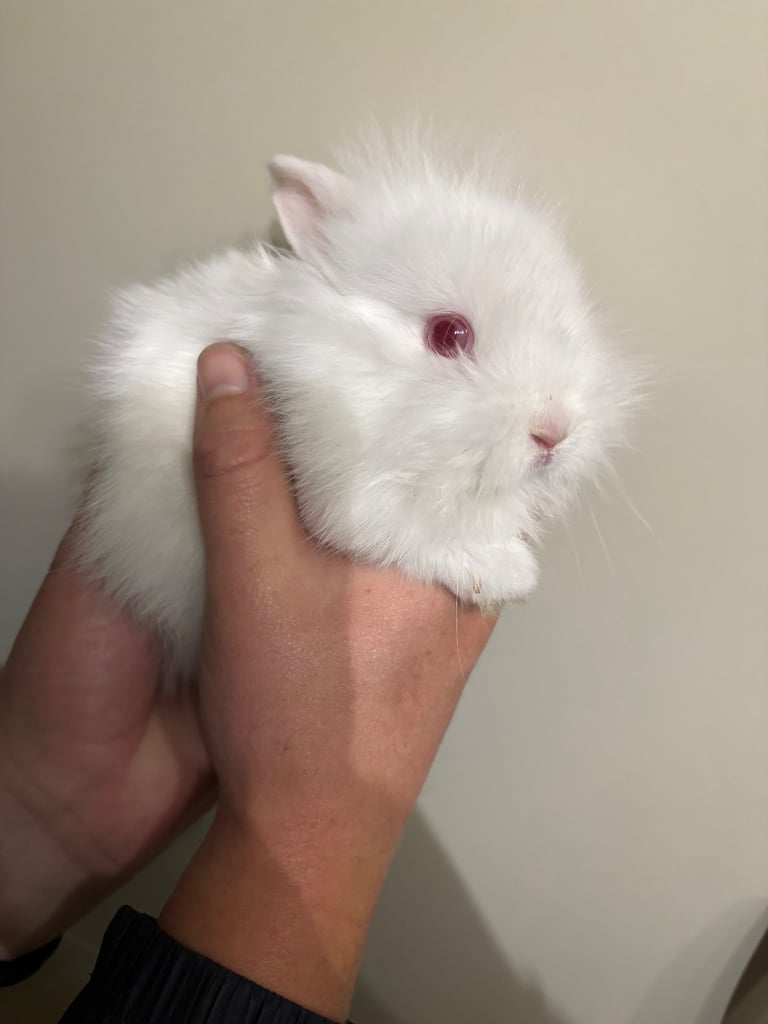 image for Baby Lionhead boy