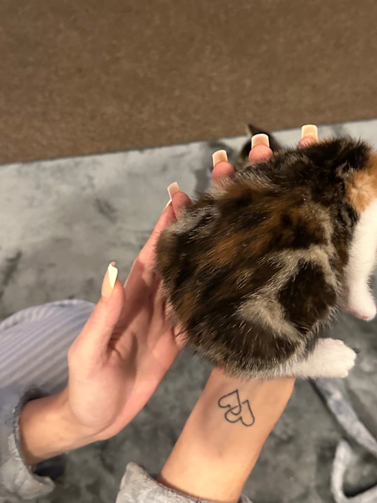 Kittens 