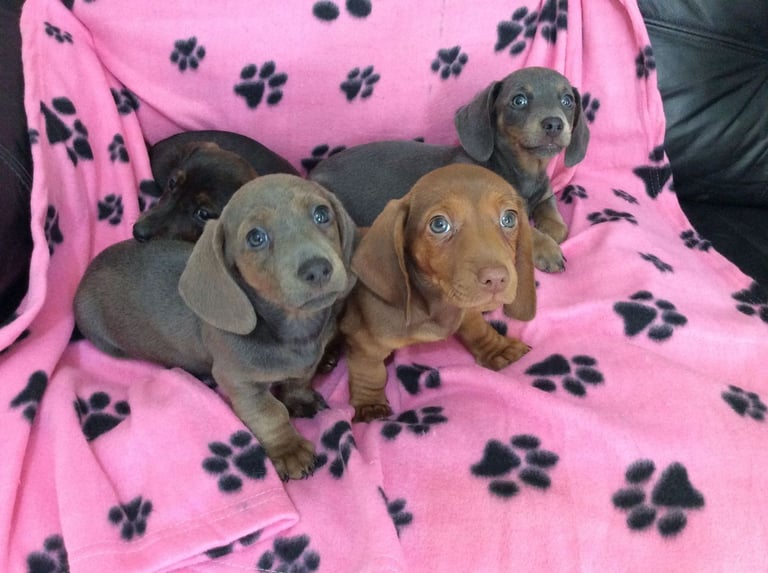 miniature dachshund 