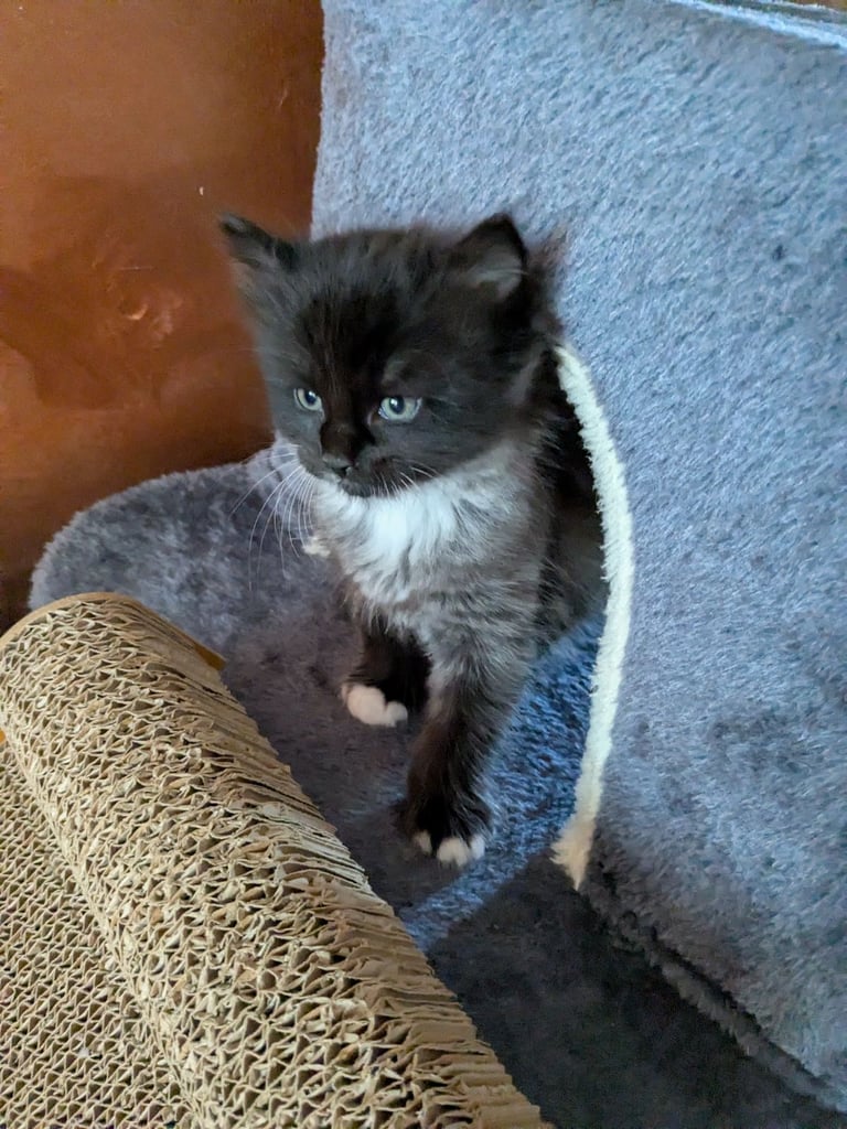 Maine Coon Cross Kittens 