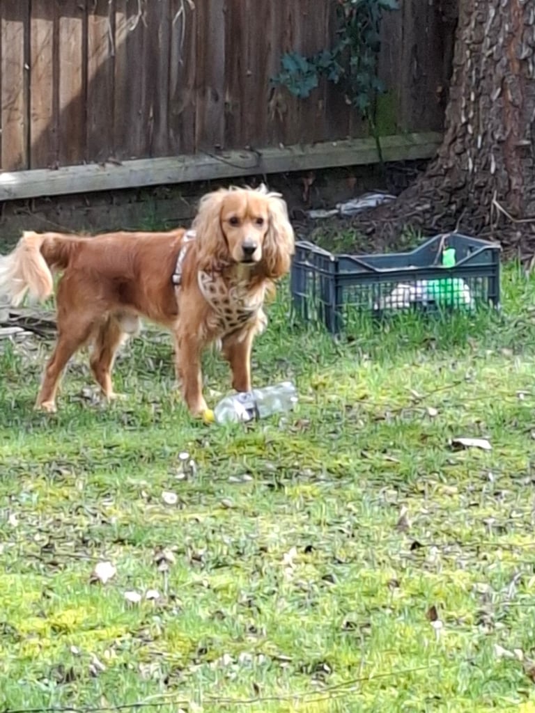 Cocker Spaniel for a good home