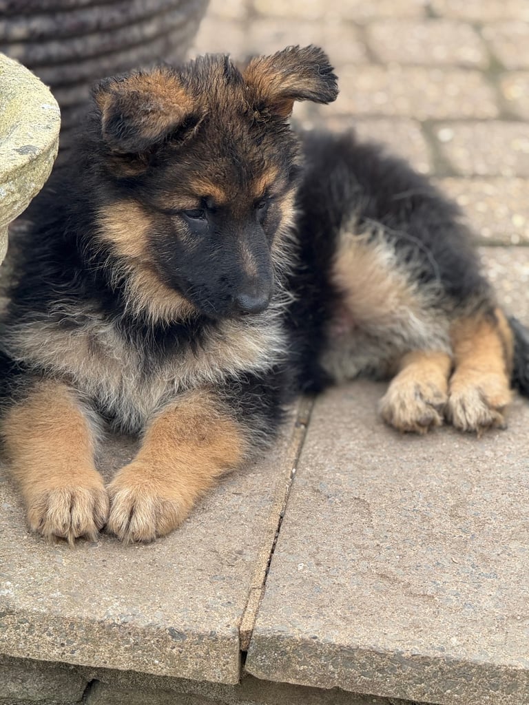 Stunning! 4 x lovely gsd puppies German shepherd all girls medium long haired