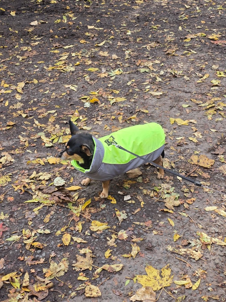 4 year old female chihuahua 