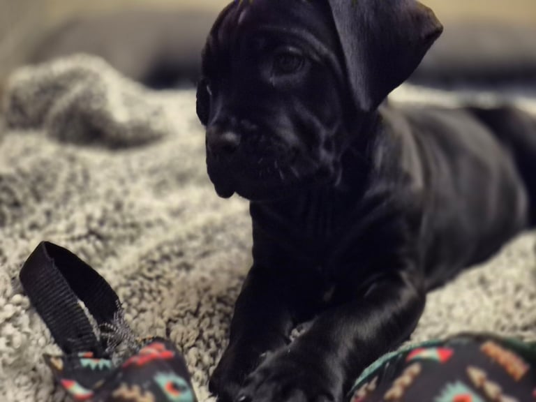 Cane  Corso pups 