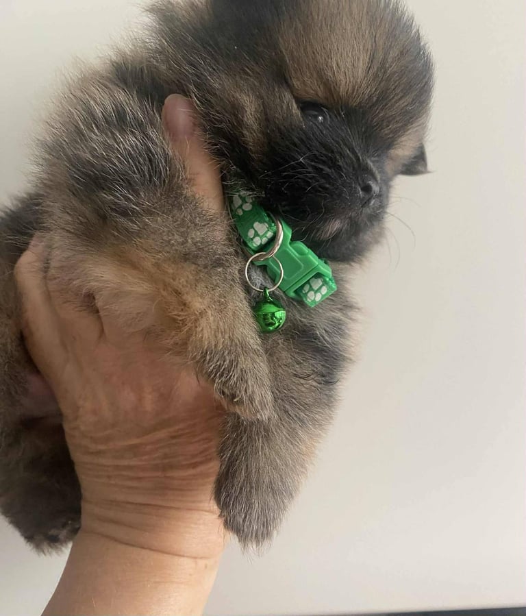 Pomeranian puppies 