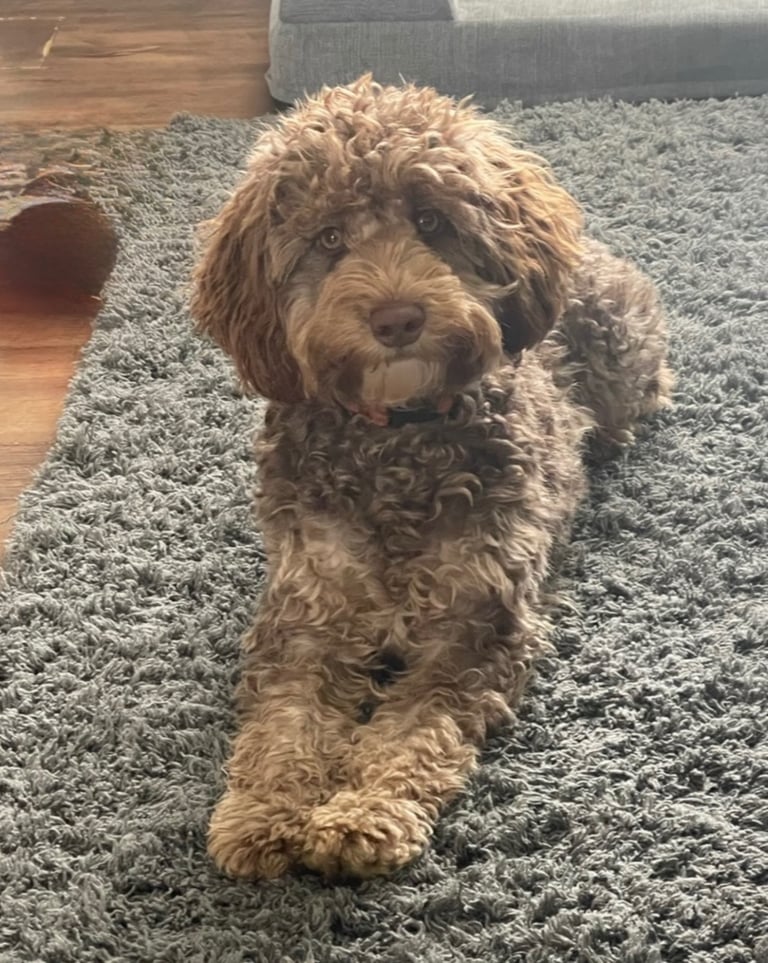 Cockapoo 