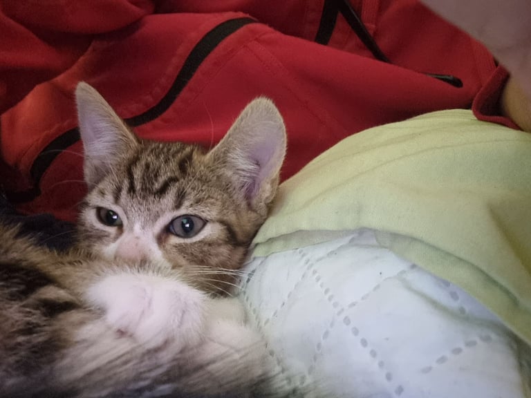 Adorable kittens seeking new home