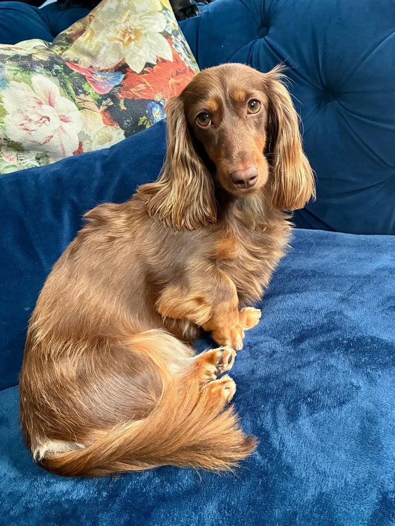Pedigree family owned miniature longhaired dachshund puppy's in Southampton