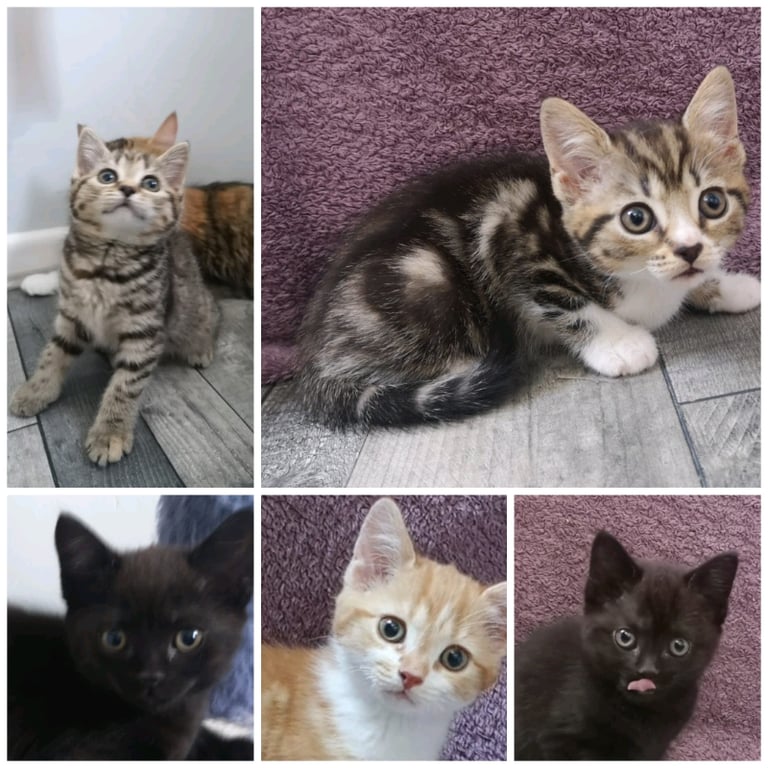 5 Stunning Beautiful Mixed Kittens Ready To Go British Shorthair 