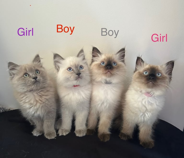 Ragdoll kittens 