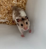 Syrian Hamster, Cage and accessories 