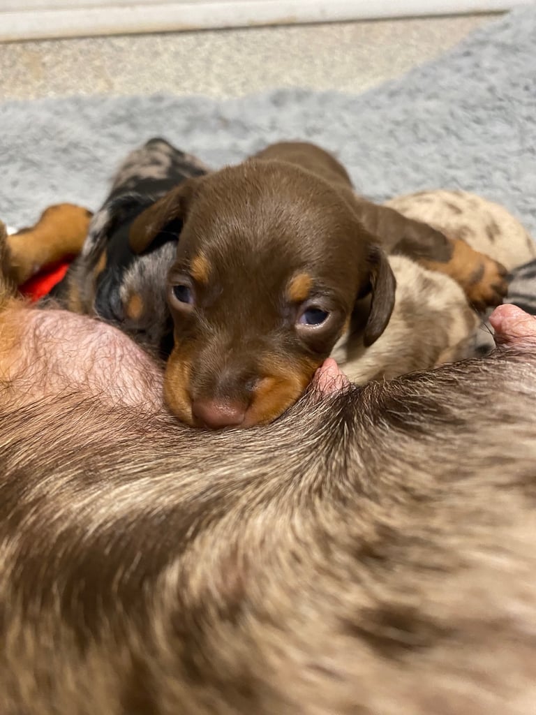 Pedigree miniature dachshund