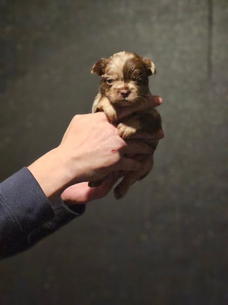 8 beautiful fluffy frenchies 