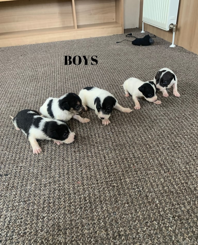 Jack Russell puppy’s 