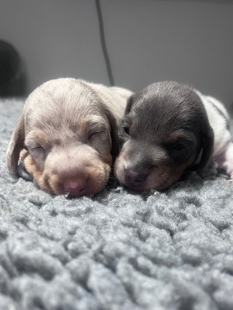 Miniature dachshunds