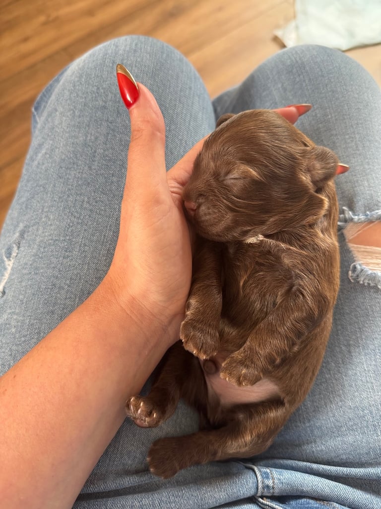Ready Now only 2 stunning Shihpoo puppies Left!