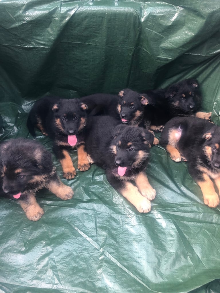 German shepherd puppies