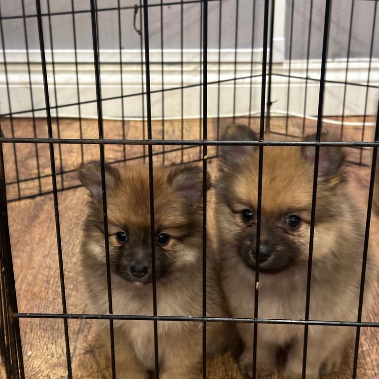  Beautiful  Pomeranian puppies sells 