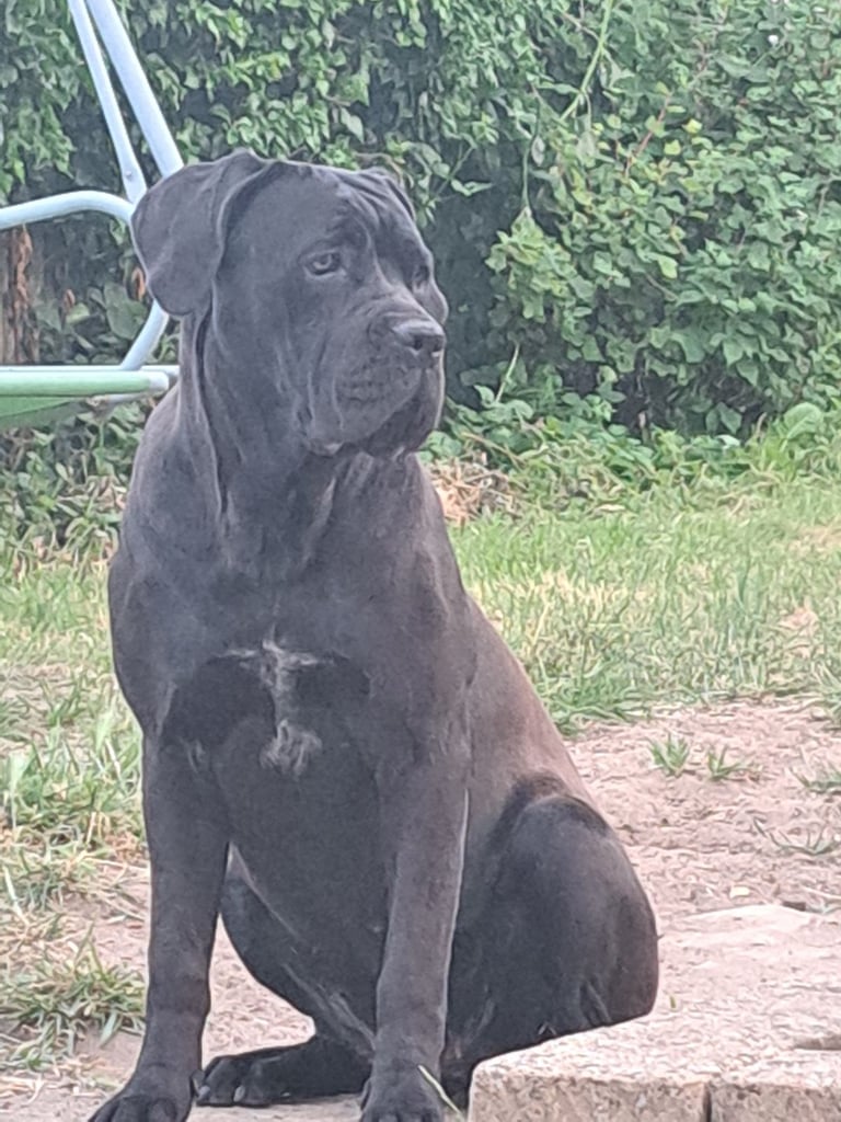 Cane corsa 