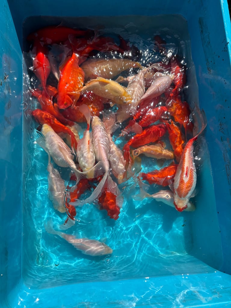 Fish / pond 