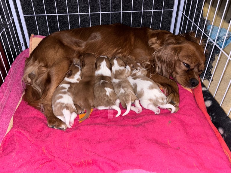 Cavalier King Charles spaniel puppy for sale