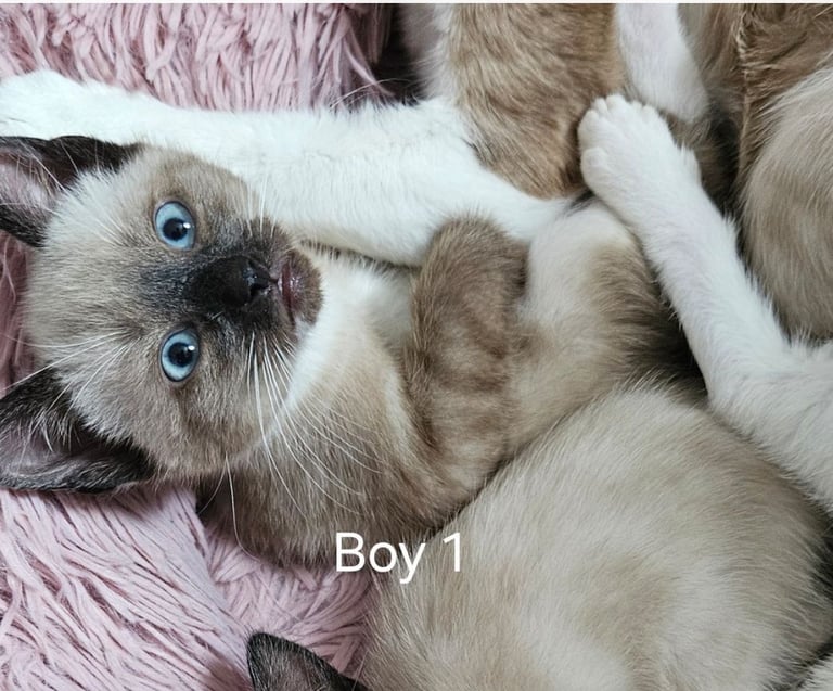 Stunning blue eyed, part pedigree kittens
