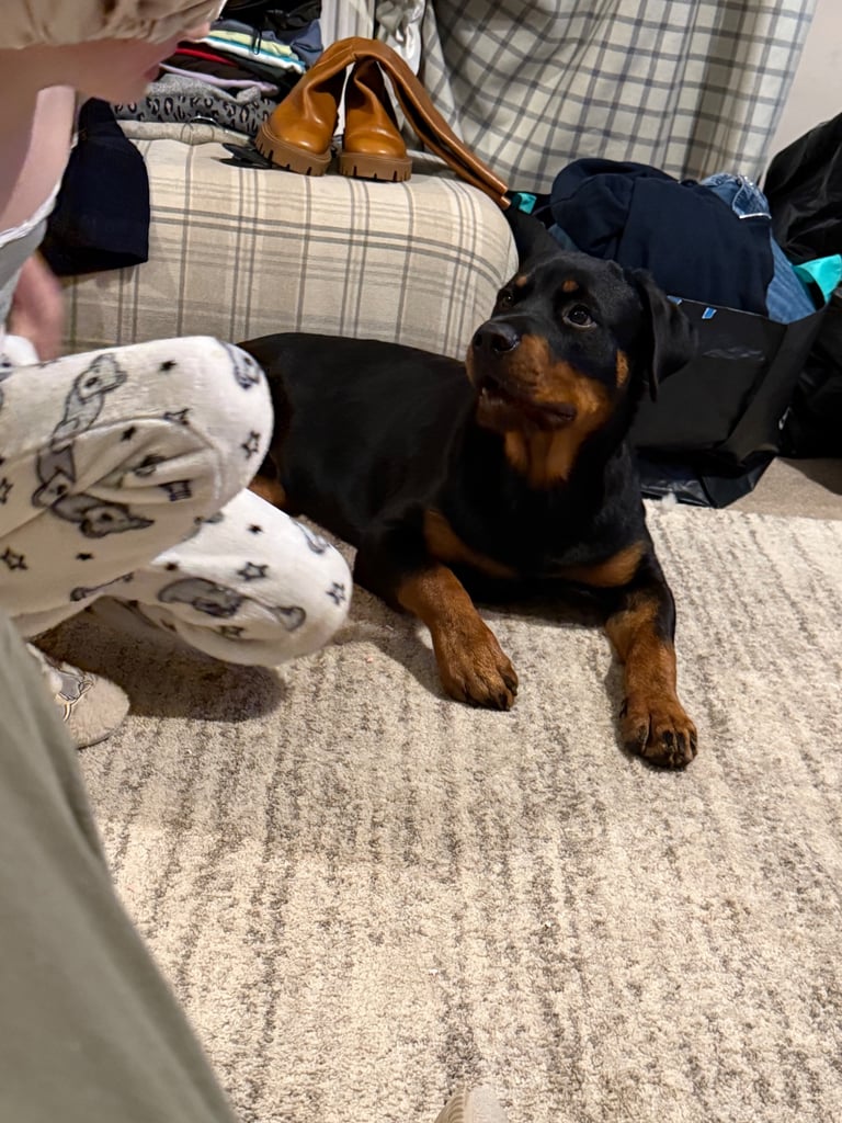 image for Rottweiler pup 7 months old 