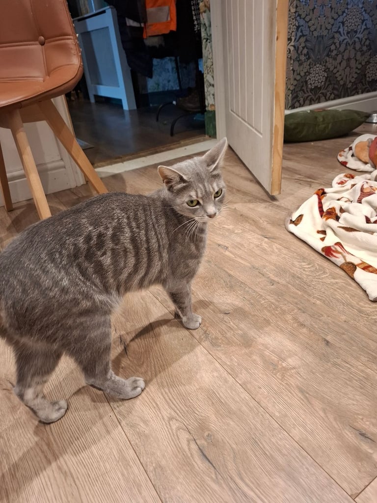 Grey kitten ready now 