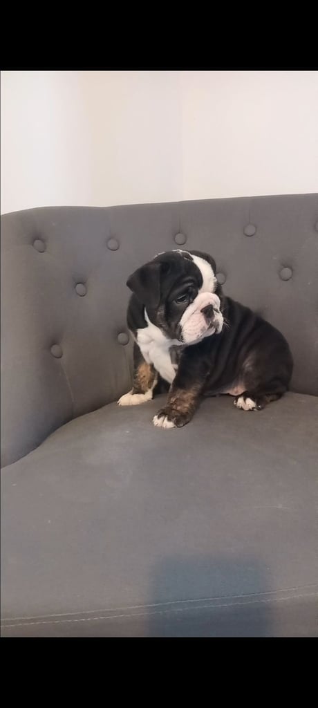 English bulldog puppies