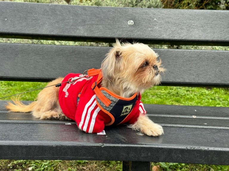 Adorable Shih Tzu Looking for a Loving Home