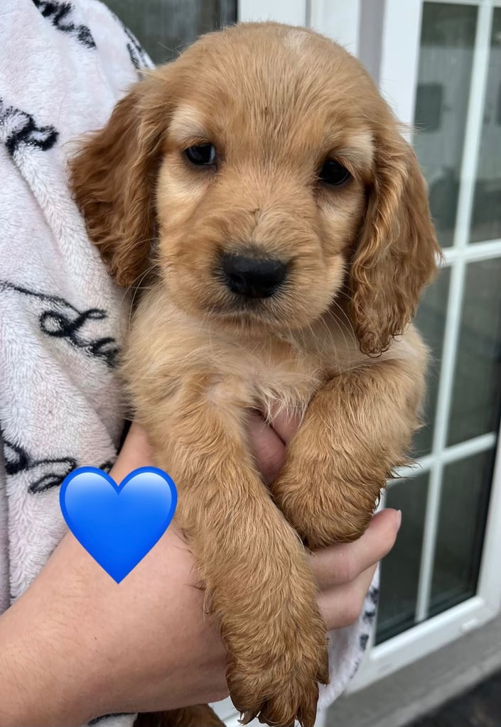 Cocker spaniel pups
