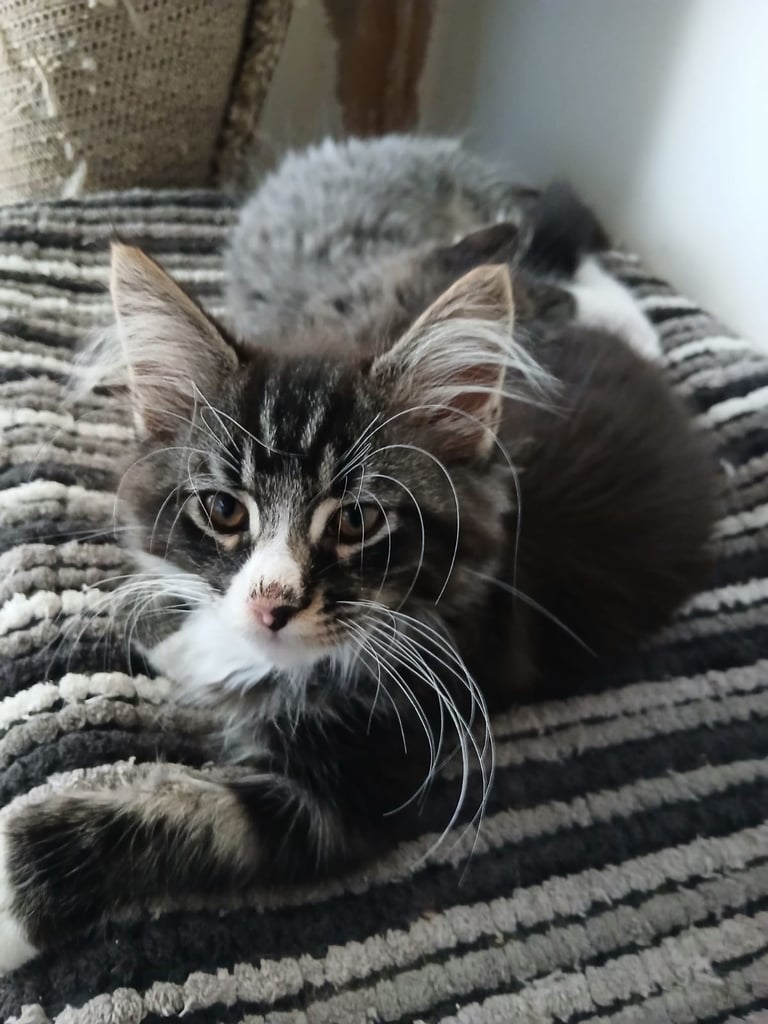 Maine coon kitten for sale