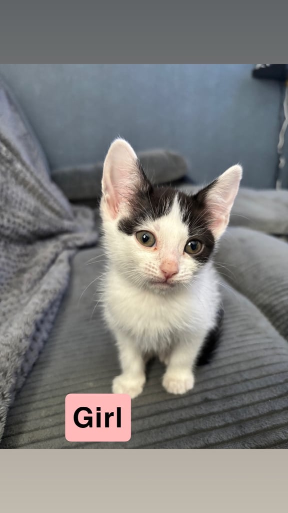 Calico x Tuxedo mix kittens *READY NOW*