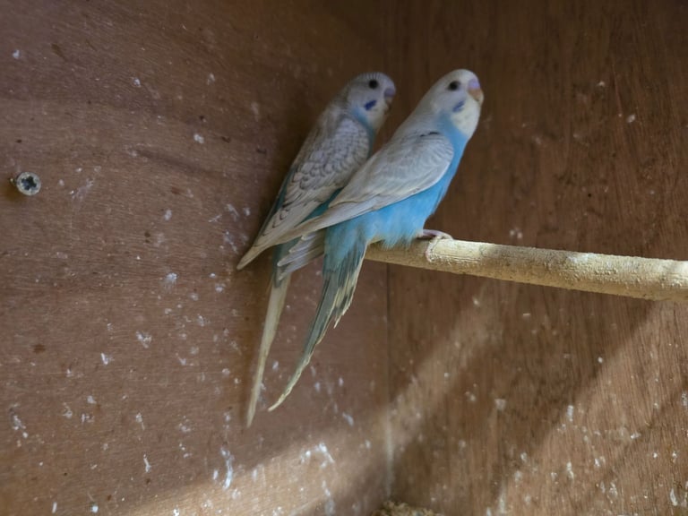 Baby Budgies For Sale
