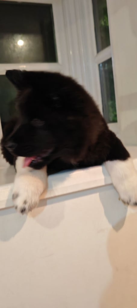 9-Week Old Female Puppy Ready for a new home