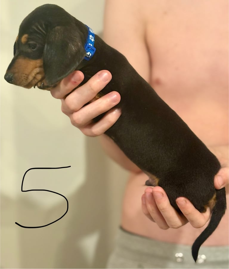 Miniature dauchund pupsREADY NOW